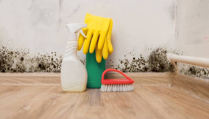 About-Mold-Removal in Denver