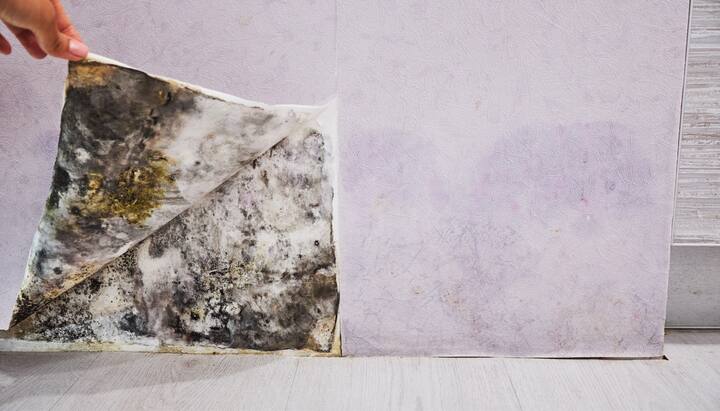 Mold-Remediation-and-Removal in Denver